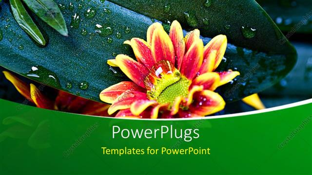  Presentation with green morning - Close up of green leaf after morning dew with water droplets