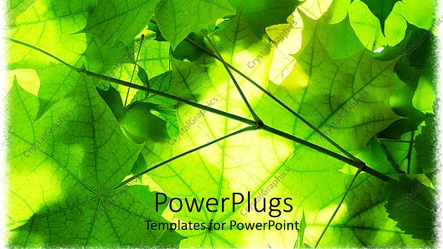  Presentation with leaves - Close up of green leaves sun shining through green background