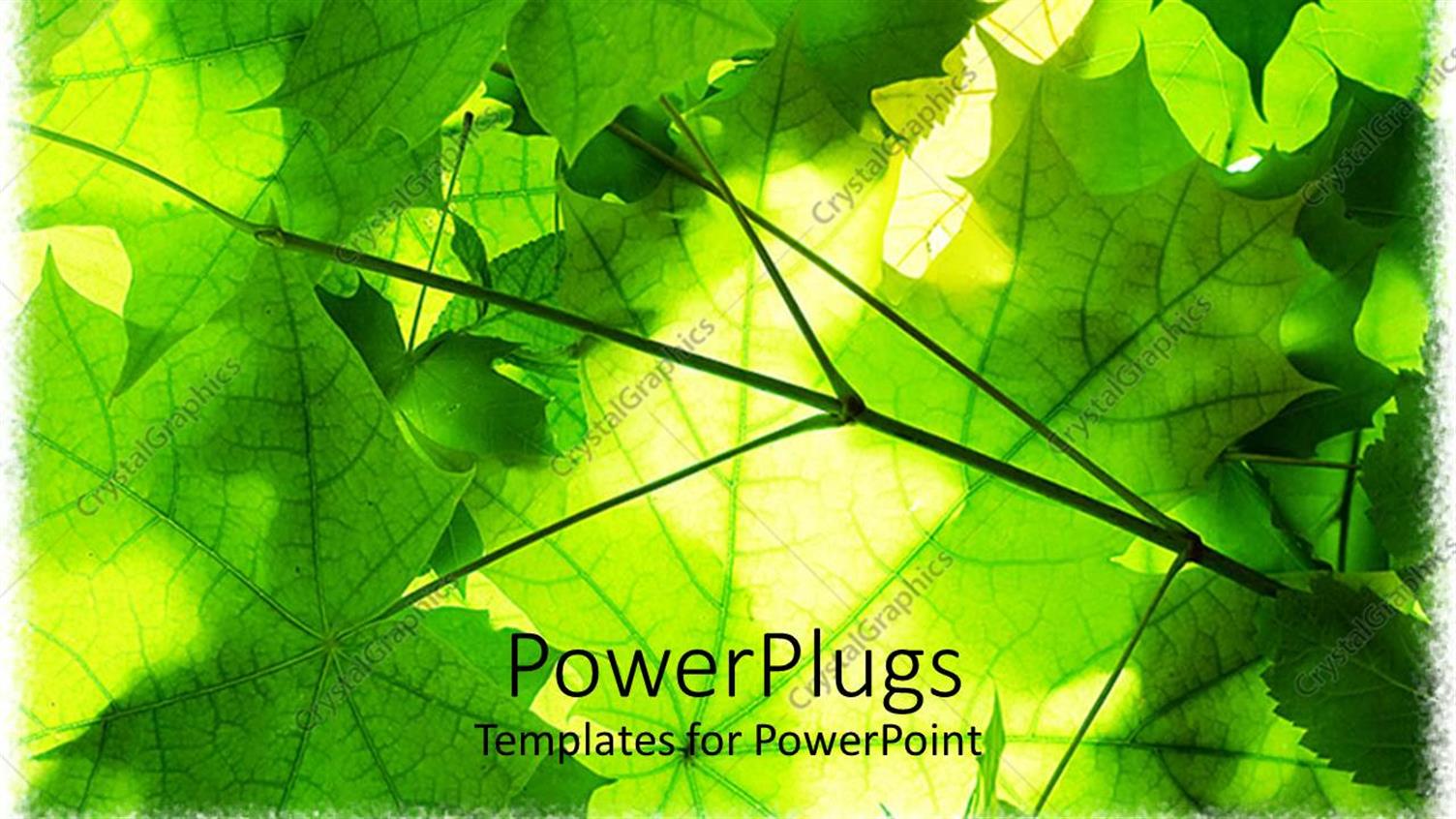 Premium Template for PowerPoint & Google Slides 