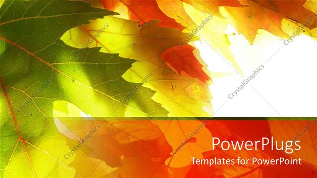  Presentation with maple - Close up of green and yellow maple leaves in white background