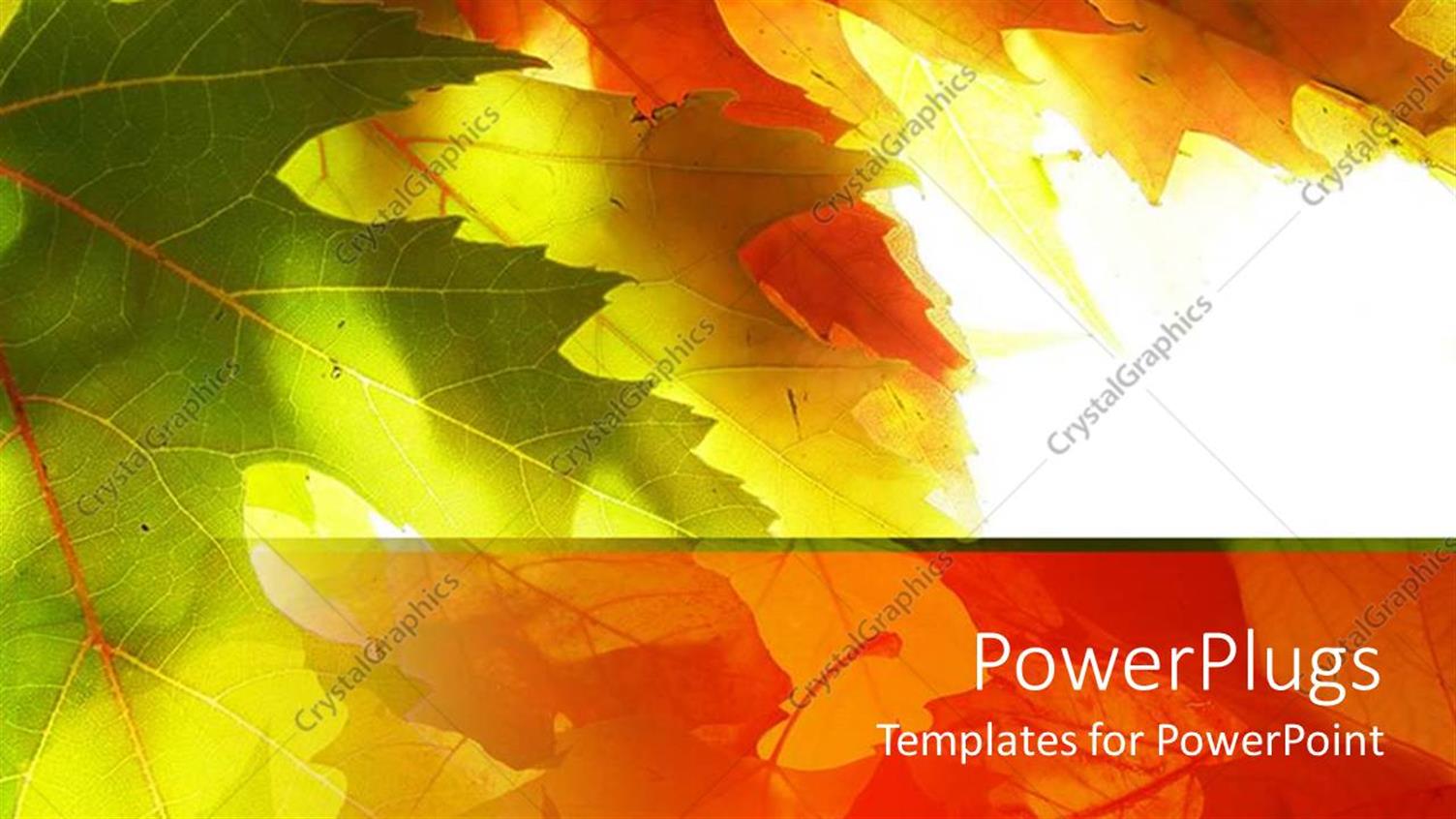 Premium Template for PowerPoint & Google Slides 