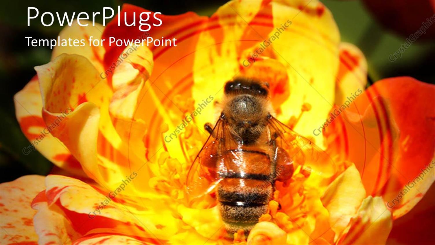 Featuring Close Up of Honey Bee Collecting Pollen in Yellow Rose