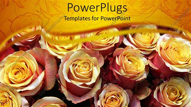  Presentation with pink roses - Close up of many yellow pink roses with yellow margins