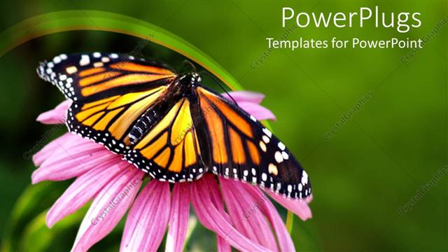  Presentation with monarch butterfly - Close up of Monarch butterfly on coneflower in green background
