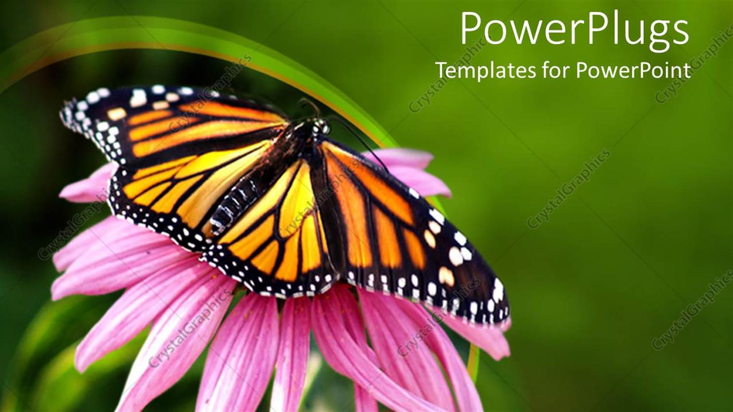 Featuring Close Up of Monarch Butterfly on Coneflower in Green Background