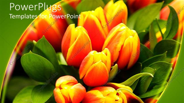  Presentation with yellow orange - Close up of orange and yellow tulips with green leaves