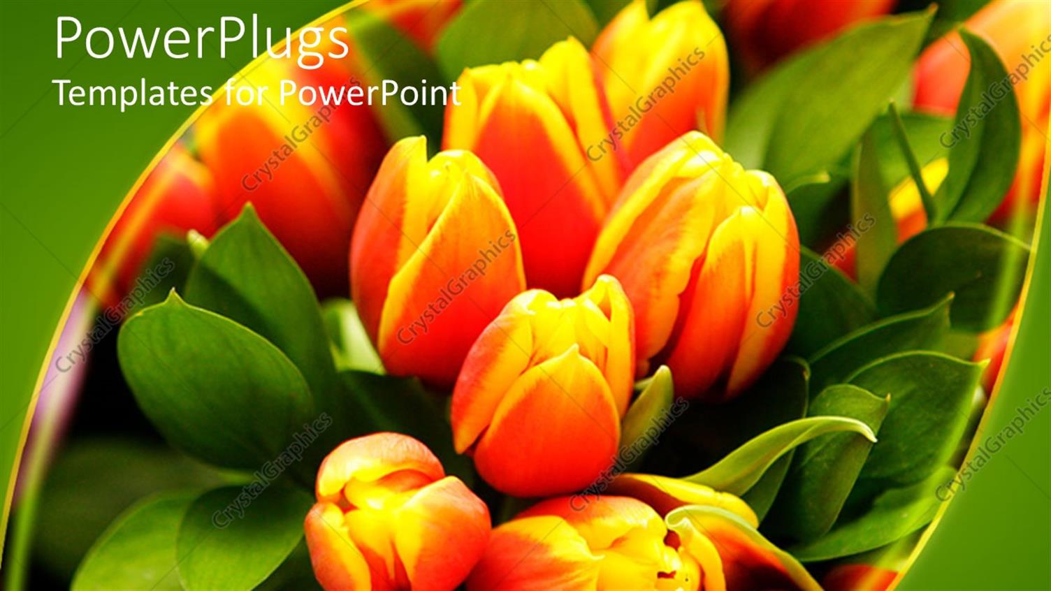 Premium Template for PowerPoint & Google Slides 