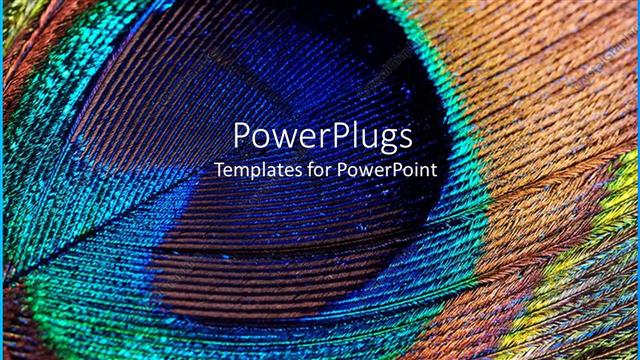  Presentation with peacock feather - Close up of peacock feather with beautifully colored feather background