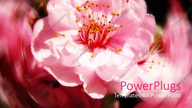  Presentation with flowers - Close up of pink cherry blossoms flowers with blurry background