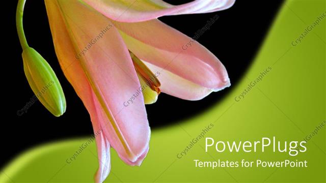  Presentation with lily flower - Close up of pink lily in black and green background