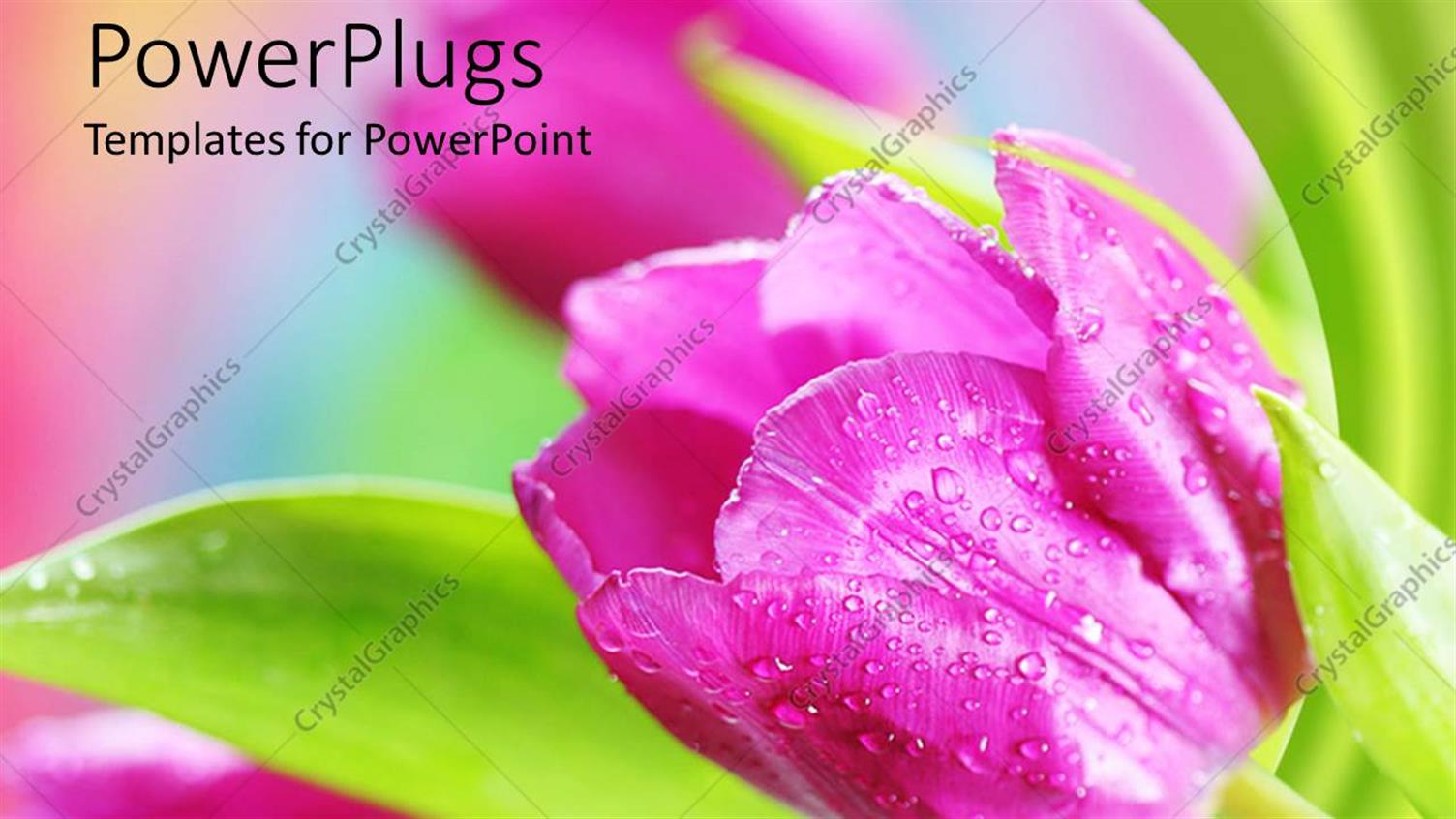 Premium Template for PowerPoint & Google Slides 