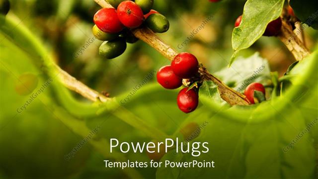  Presentation with green coffee - Close up of plants nature berries green background