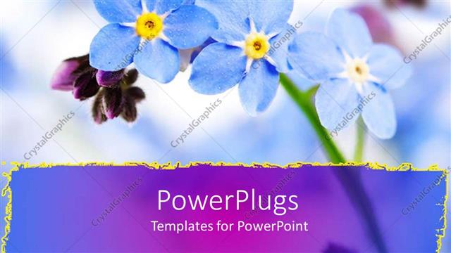  Presentation with forget - Close up of purple forget me not flowers, purple streak border