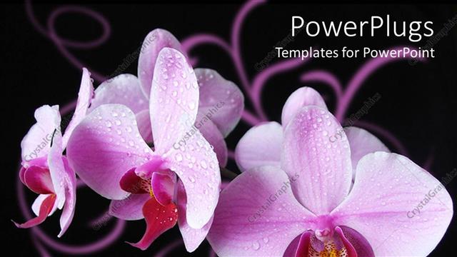  Presentation with purple orchids - Close up of purple orchids covered with dew, black background