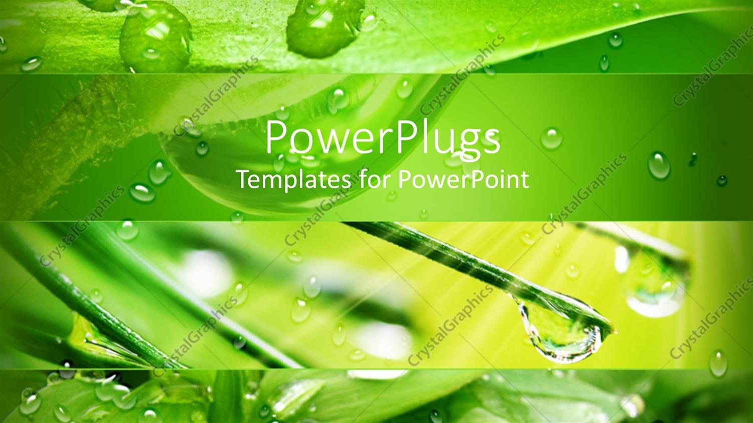 Premium Template for PowerPoint & Google Slides 