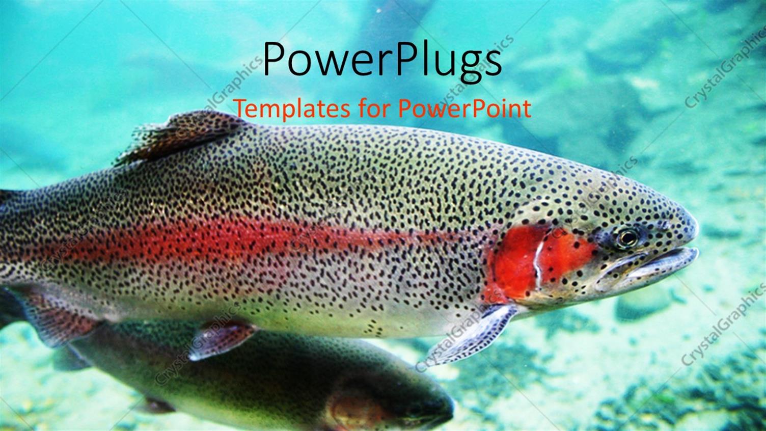 Premium Template for PowerPoint & Google Slides 