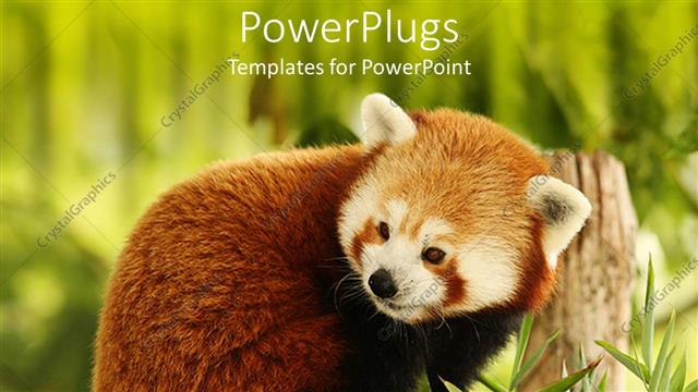  Presentation with red panda - Close up of Red Panda eating bamboo in green field