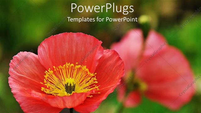  Presentation with poppy - Close up of red poppies, green background