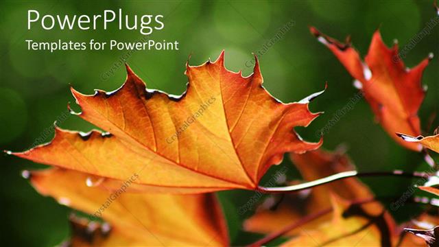  Presentation with maple - Close up shot of brown dried up maple leaves