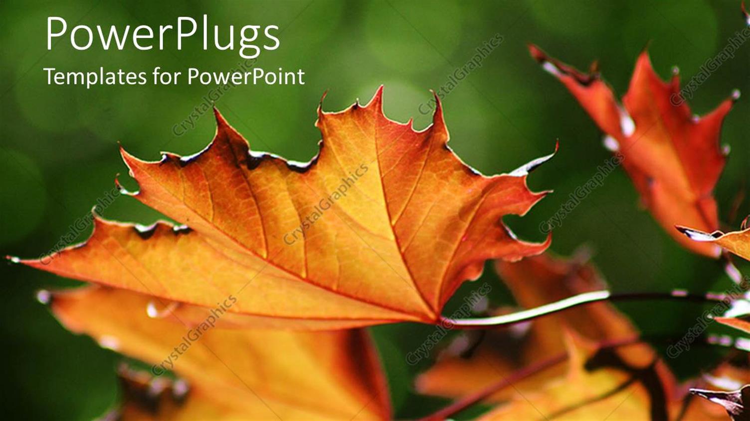 Premium Template for PowerPoint & Google Slides 