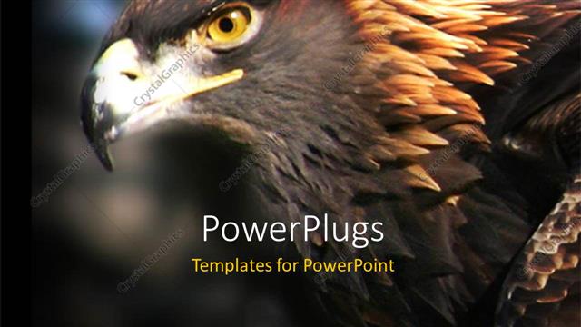  Presentation with eagle - Close up shot of a golden eagle on a blurry background