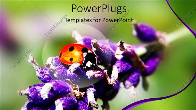  Presentation with branch - Close up shot of a lady bird on a lavender branch