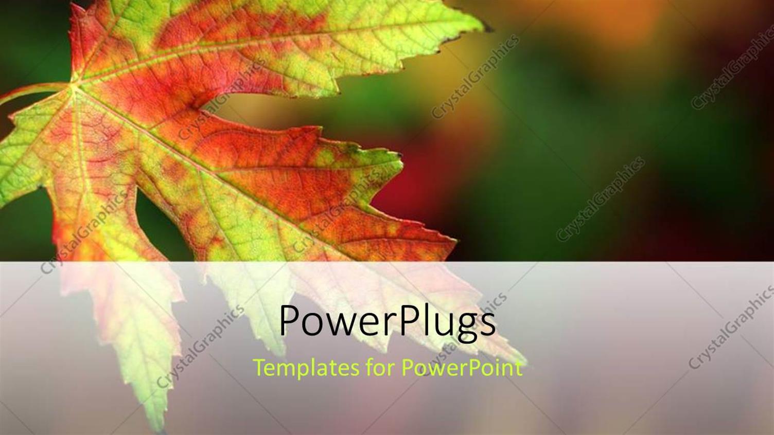 Premium Template for PowerPoint & Google Slides 