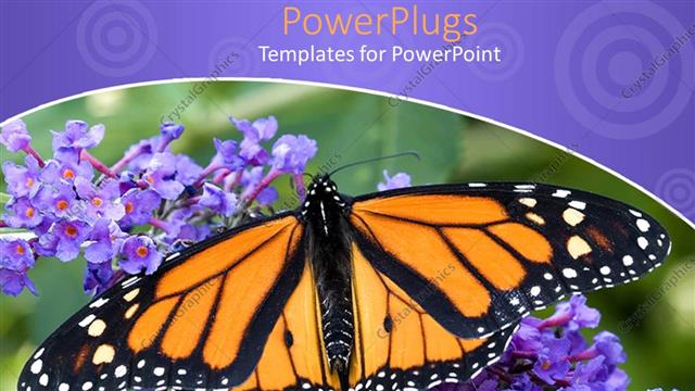  Presentation with butterfly - A close up shot on a Yellow and black butterfly