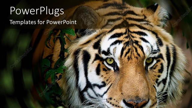  Presentation with tiger - Close up of Siberian Tiger face in a swirled jungle setting