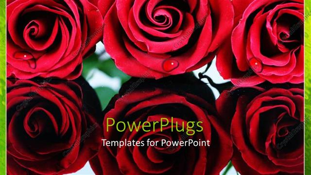  Presentation with roses - Close up of six red roses with droplets of dew, green border