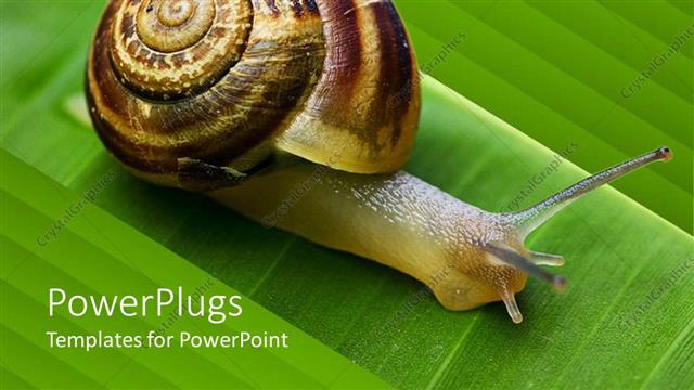  Presentation with going green - Close up of snail going on a green leaf