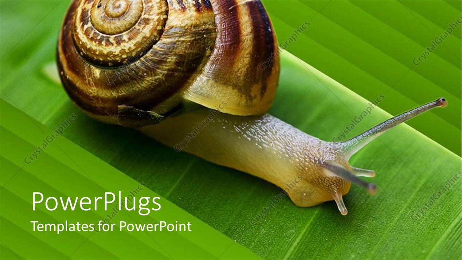 Premium Template for PowerPoint & Google Slides 