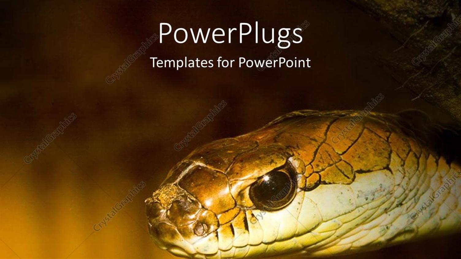Premium Template for PowerPoint & Google Slides 