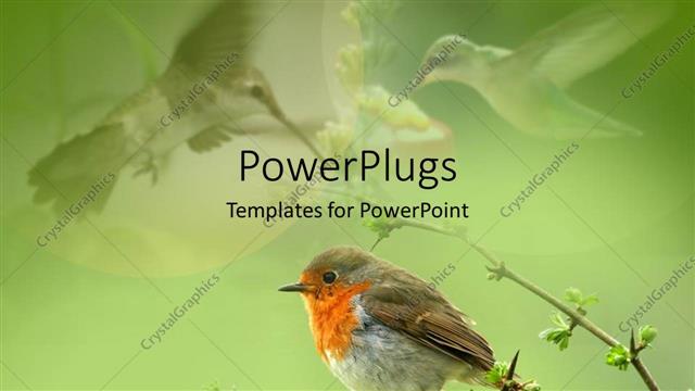  Presentation with sparrow - Close up of sparrow sitting on a tree branch with birds fading in the green background