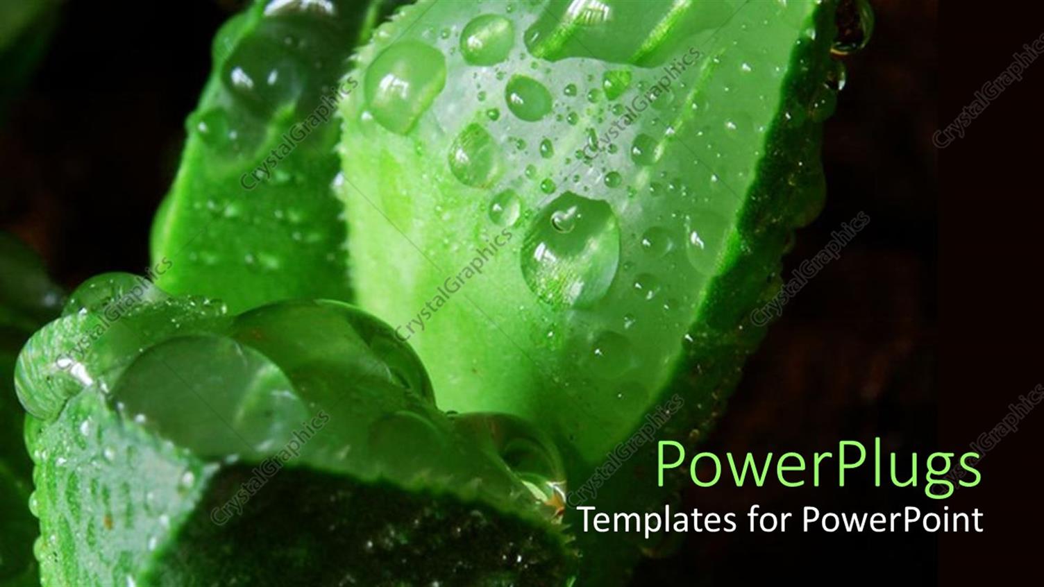 Premium Template for PowerPoint & Google Slides 