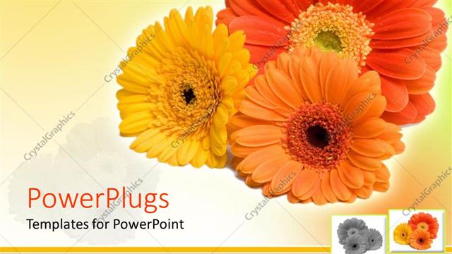  Presentation with daisy - Close up of three Gerber daisy flowers in red, orange, yellow