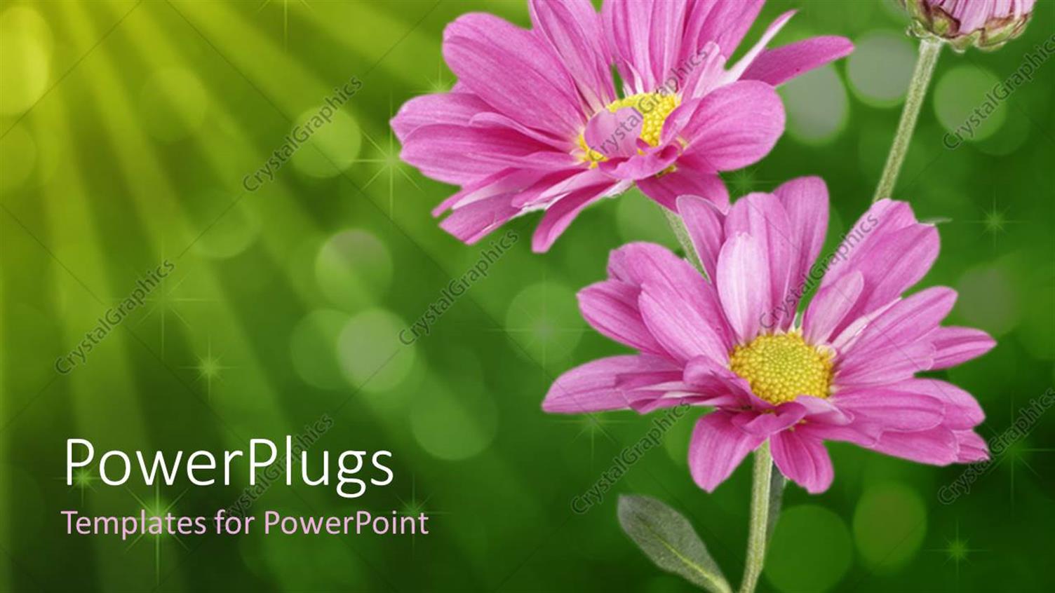 Premium Template for PowerPoint & Google Slides 