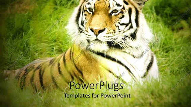  Presentation with tiger - Close up of tiger head and body laying in the green grass having focused view