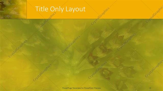 Title Only presentation slide layout