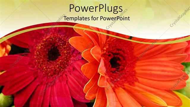  Presentation with color orange - Close up of two Gerber daisies with orange and?fuchsia color