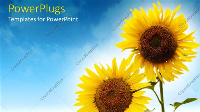  Presentation with sunflower - Close up of two sunflowers against a field of sunflowers and blue sky