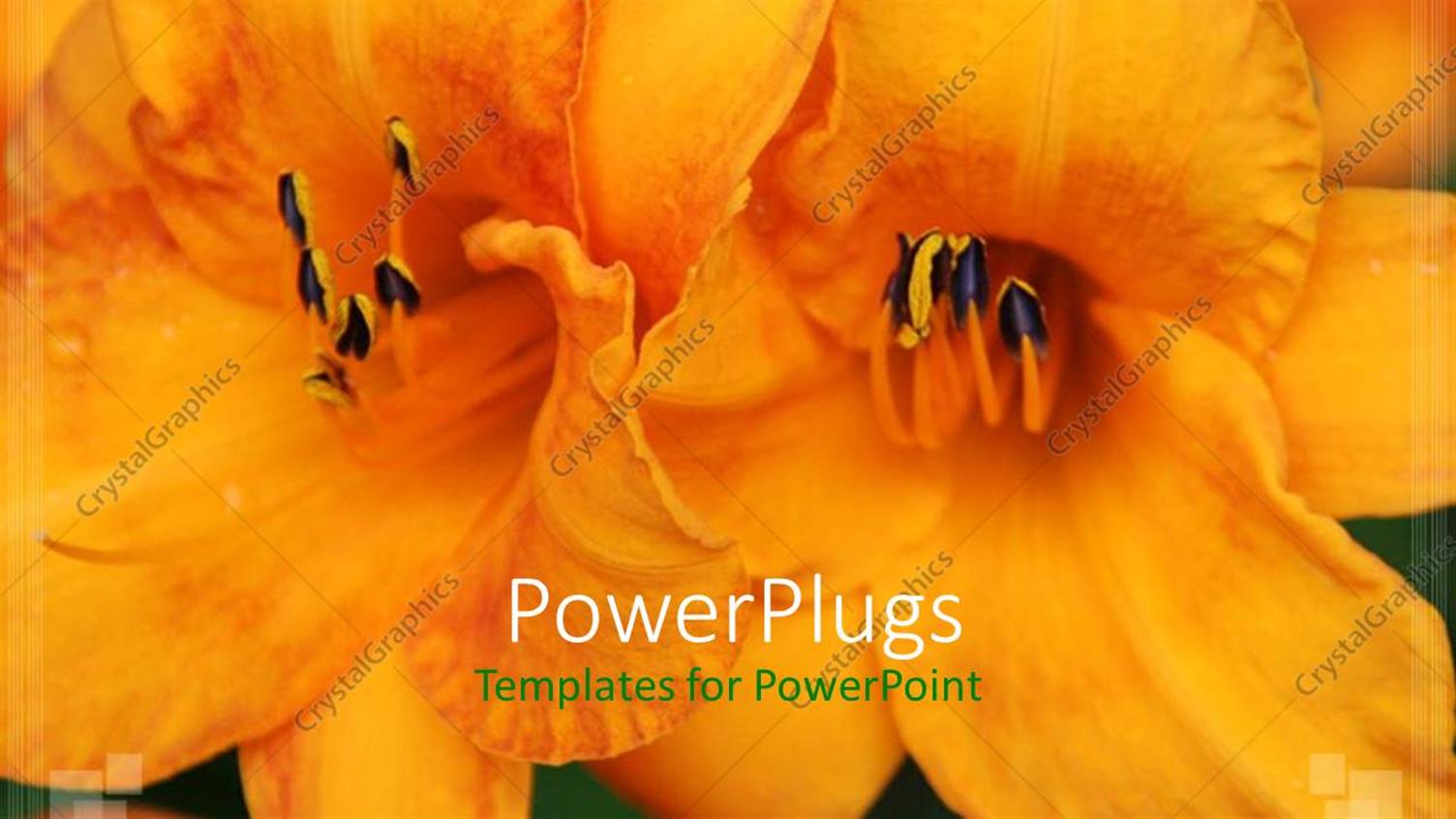 Premium Template for PowerPoint & Google Slides 