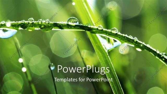  Presentation with branch - A close up view of a branch with droplets of water?