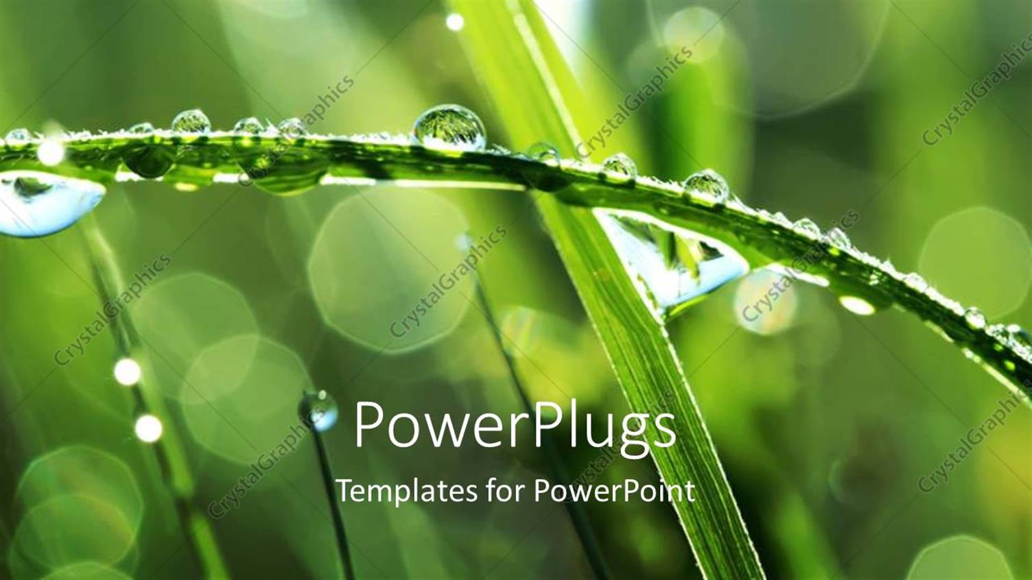 Premium Template for PowerPoint & Google Slides 