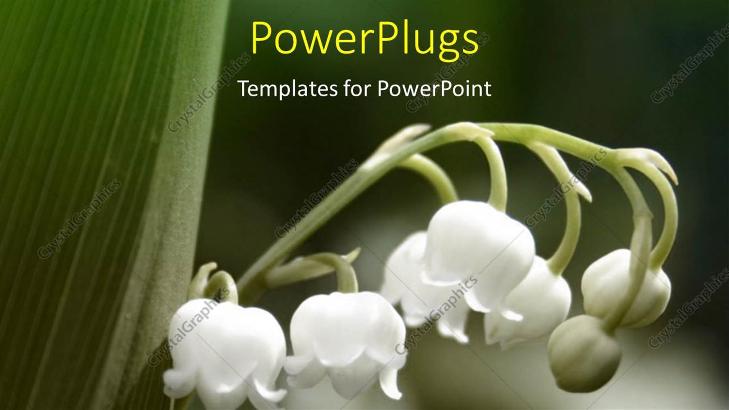 Premium Template for PowerPoint & Google Slides 