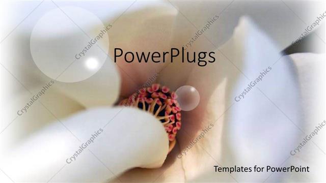  Presentation with magnolia - Close up view of center of Magnolia flower showing white tubular strands