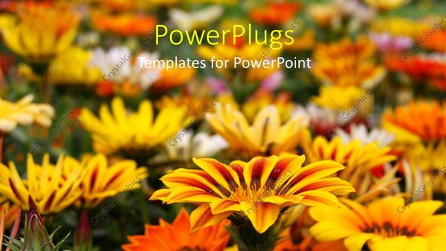  Presentation with colored - Close up view fo lots of yellow and white colored flowers