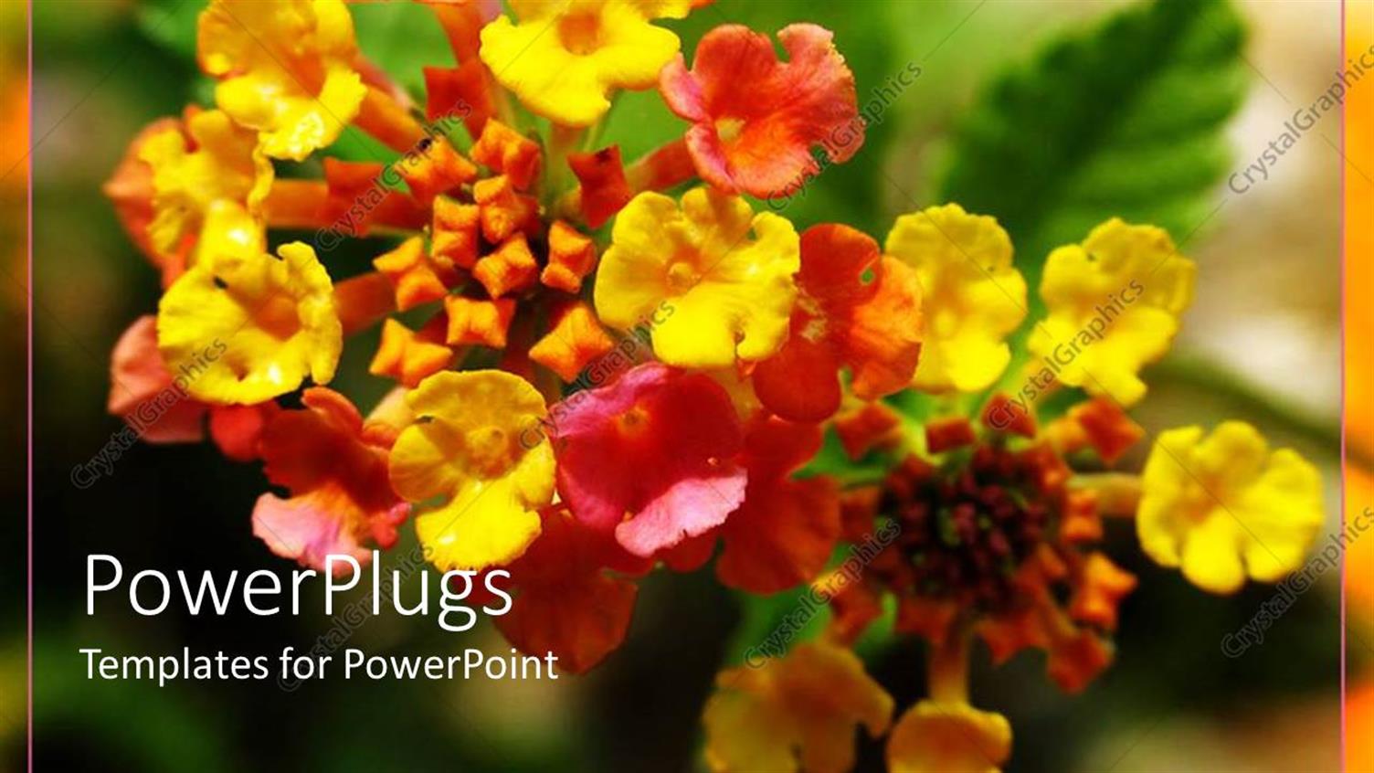Featuring a Close Up View of a Lantana Flower Over a Blurry Background