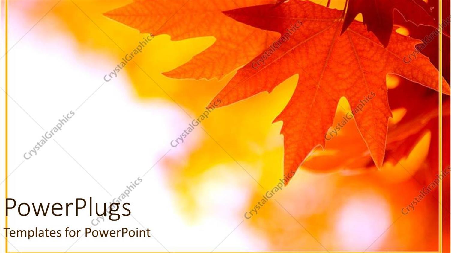 Featuring a close Up View of some Leaves of an Autumn Tree