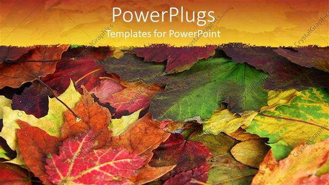  Presentation with fall - A close up view of lots of colourful leaves?